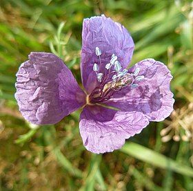 Roemeria hybrida