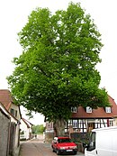 Linden tree