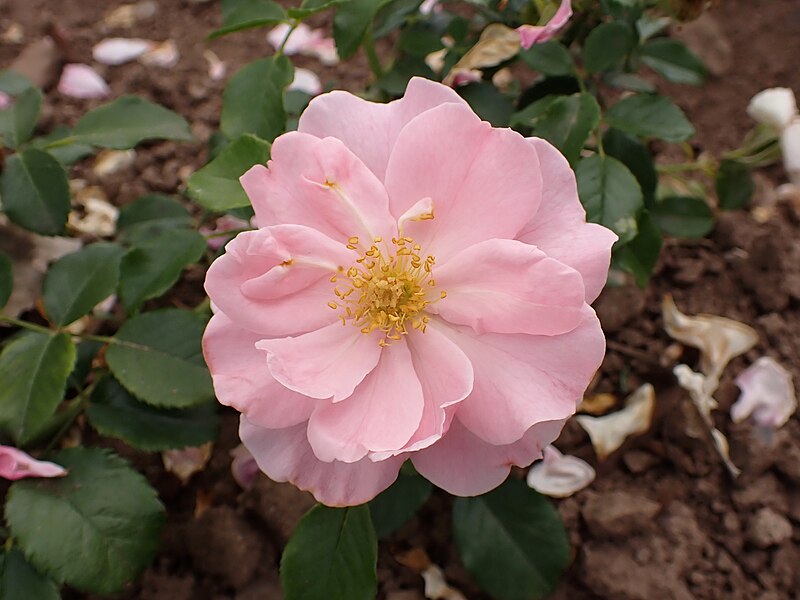 File:Rosa 'Queen Mother' kz01.jpg