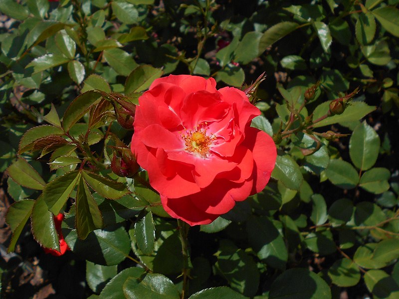 File:Rosa Feuerwerk 2018-07-10 5526.jpg