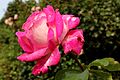 'Rose Gaujard'