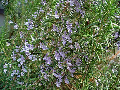 Rosmarinus officinalis Flowers