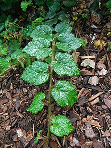Rubus tricolor (turion).JPG