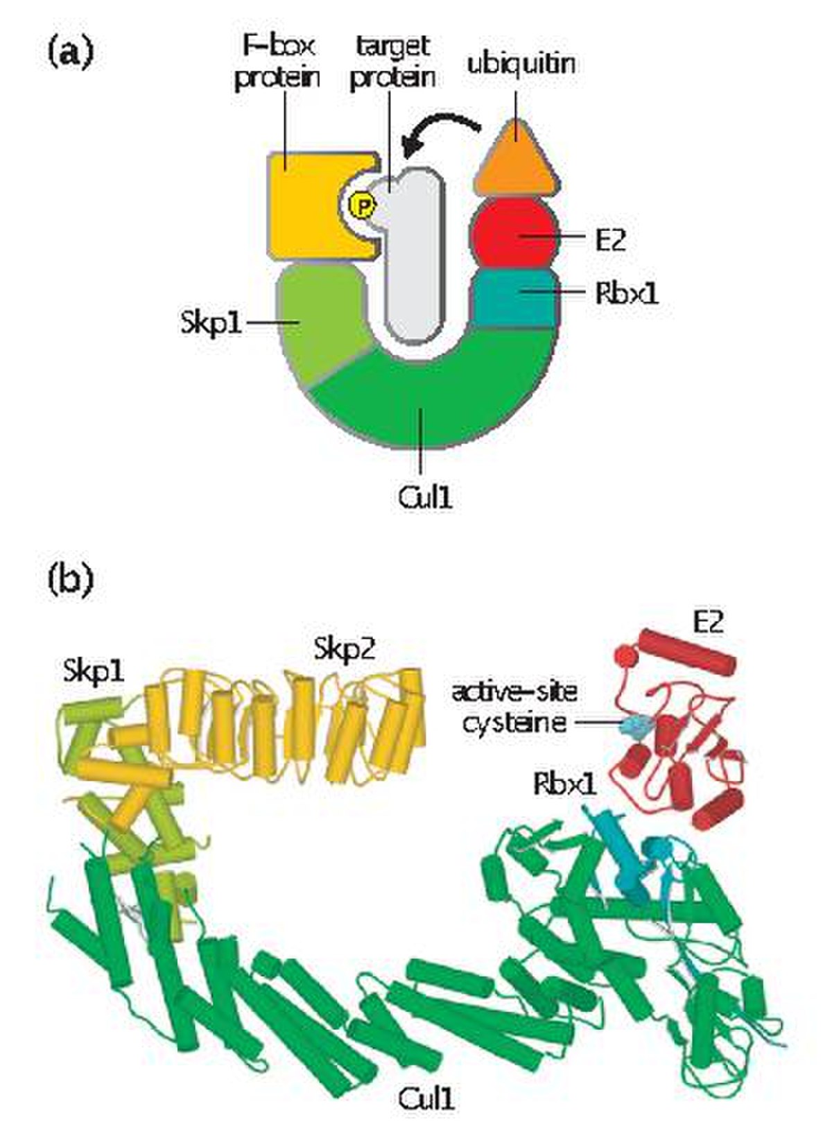 Scf Complex Wikipedia