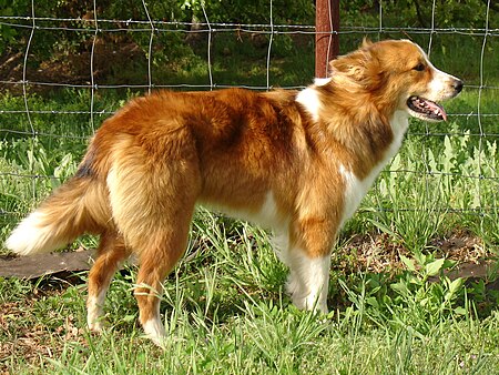 Old time farm shepherd