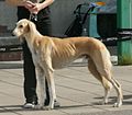 Saluki, Fringed, fawn