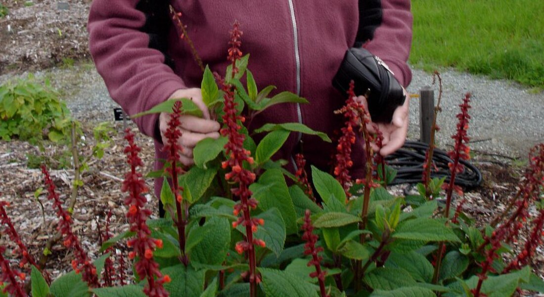 Salvia confertiflora