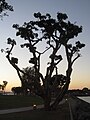 Embarcadero Marina Park North