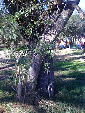 Exemplaire de curupí (Sapium haematospermum).
