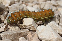 Pyrin. Павлиноглазка Грушевая (Saturnia pyri) гусеница. Saturnia pyri гусеница. Сатурния Пири - Saturnia pyri гусеница. Saturnia pyri куколка.