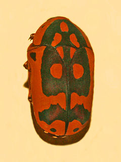 Pachnoda sinuata flaviventris Subspecies of beetle