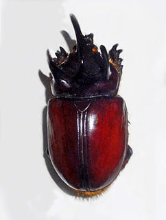 <i>Strategus</i> (beetle) Genus of beetles