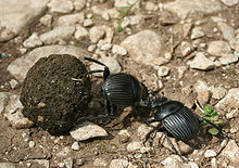 Una pareja de Scarabaeus laticollis rodando una bola de excrementos.