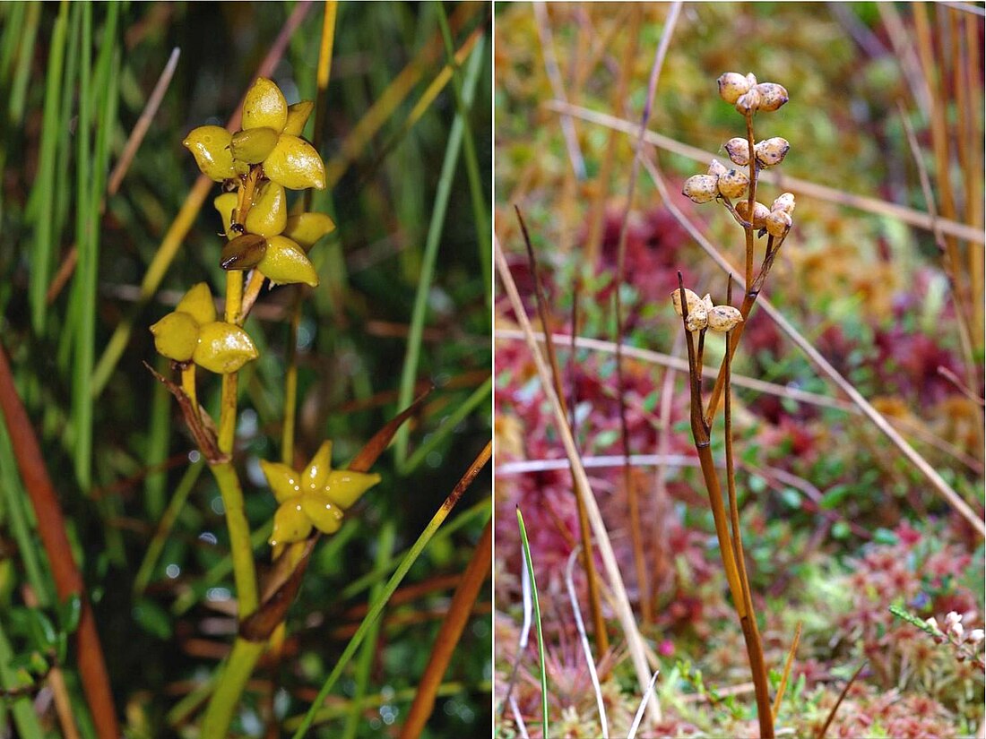 File:ScheuchzeriaPalustrisColl.jpg