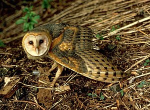 Barn Owl fws.jpg