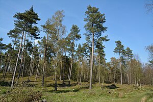 Schleswig-Holstein, Aukrug, Tönsheider Wald NIK 9843.JPG