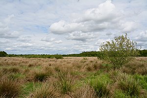 Schleswig-Holstein, Moordiek, Auufer, FFH-Gebiet Moore der Breitenburger Niederung NIK 4382.JPG