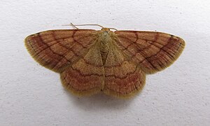 Ragnetto rosso violaceo (Scopula rubiginata)