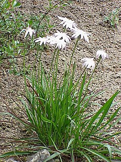 Scorzonera purpurea rosea0.jpg