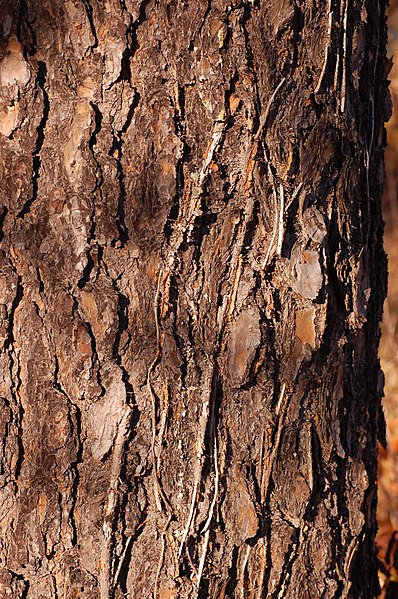 File:Scrub Pine Pinus virginiana Trunk Bark 2000px.jpg