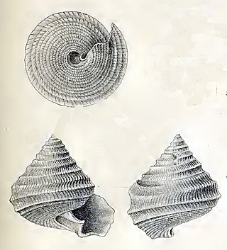 <i>Seguenzia dautzenbergi</i> Species of gastropod