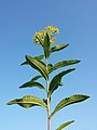 Stem with leaves