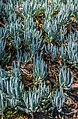 * Nomination Senecio serpens in Dunedin Botanic Garden, Dunedin, New Zealand. --Tournasol7 00:06, 18 December 2017 (UTC) * Promotion Good quality. --Jacek Halicki 00:13, 18 December 2017 (UTC)