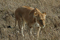 Serengeti Lion 2.jpg