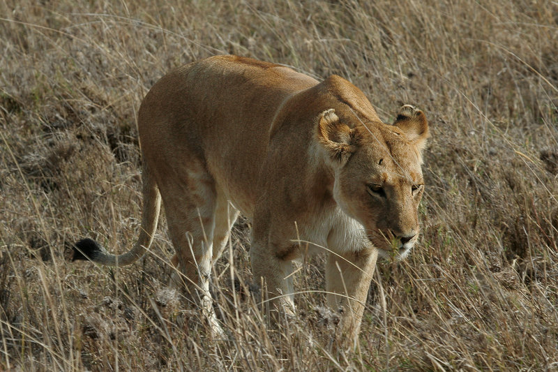 File:Serengeti Lion 2.jpg