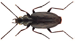 <i>Sericoda quadripunctata</i> Species of beetle