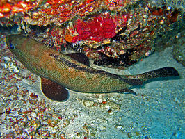 Epinephelus chlorostigma