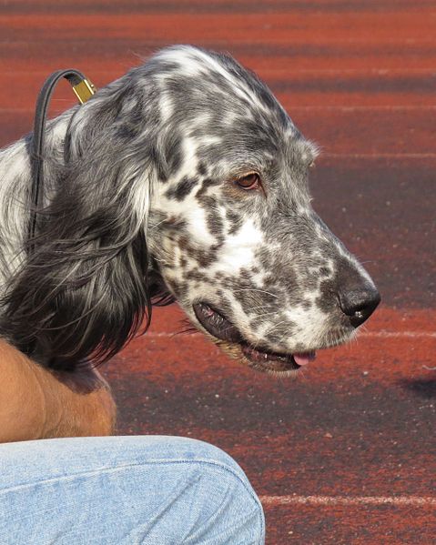 File:Setter Head.JPG