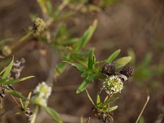 <i>Spermacoce verticillata</i> Species of plant