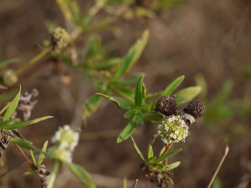 File:Shrubby False Buttonweed (16016380680).jpg