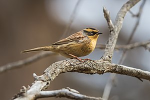 Bergbraunelle (Prunella montanella)