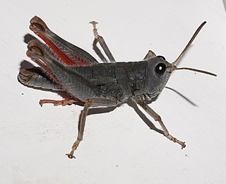 <i>Sigaus villosus</i> Species of grasshopper