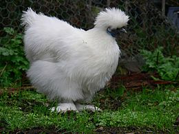 Bantam soyeux.jpg