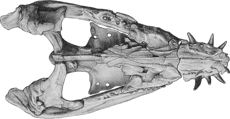 File:Simolestes Skull Dorsal View.png