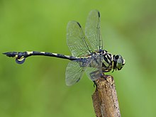 Sinictinogomphus clavatus.jpg