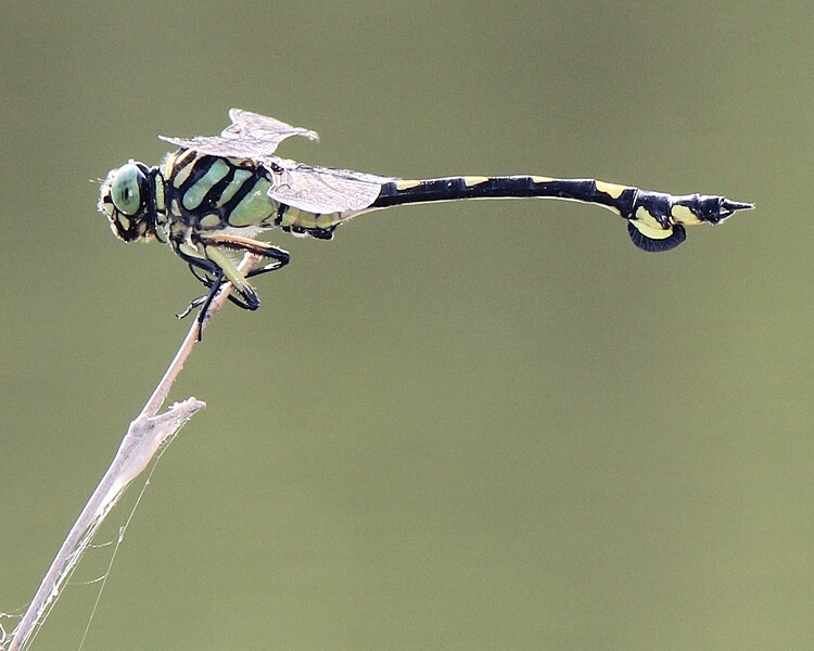 File:Sinictinogomphus clavatus side.JPG