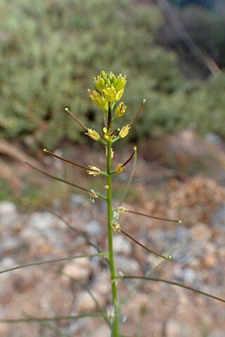 <i>Sisymbrium erysimoides</i> Species of flowering plant