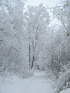 A wintry forest in Turku