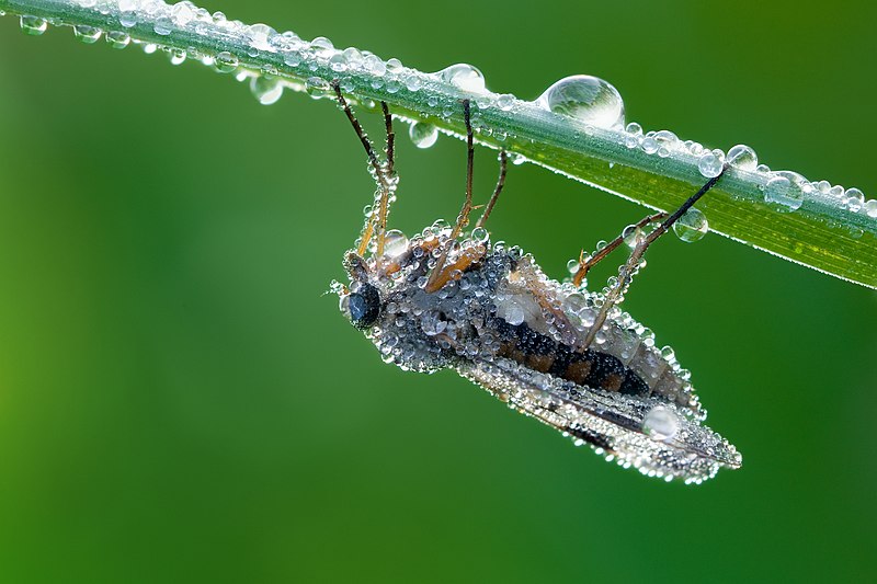 File:Snipe fly Rhagio scolopaceus with dew.jpg