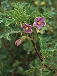 Solanum linnaeanum1LEST.jpg