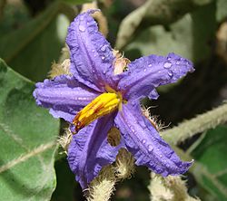 Solanum lycocarpum květ.jpg