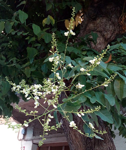 File:Sophora japonica - σοφόρα ιαπωνική.jpg