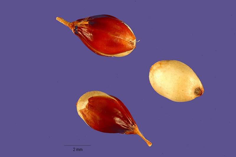 File:Sorghum bicolor subsp. bicolor seeds.jpg