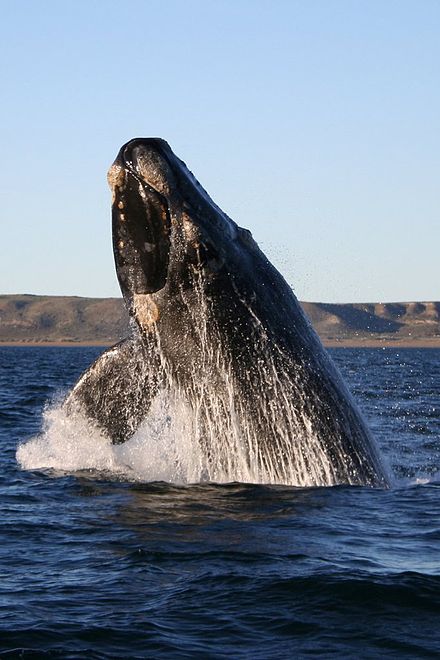 A breaching Southern Right whale