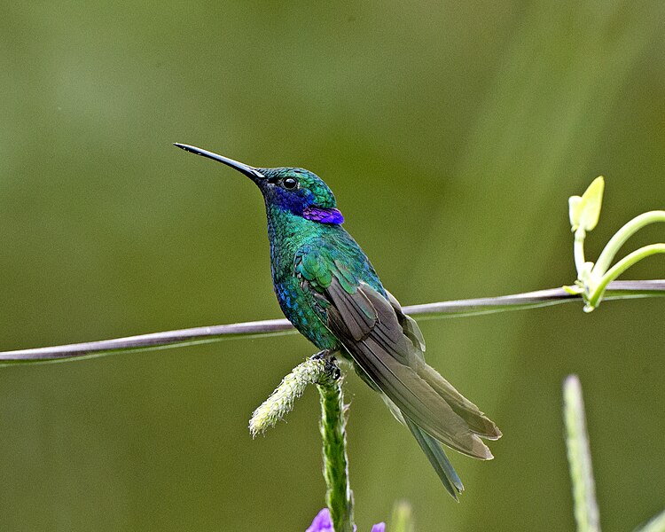 750px-Sparkling_Violet-ear_(Colibri_coru