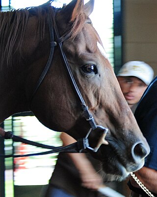 <span class="mw-page-title-main">Speightstown (horse)</span> American-bred Thoroughbred racehorse (1998–2023